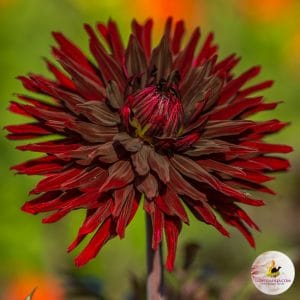 ilovedahlia - buy - dahlia