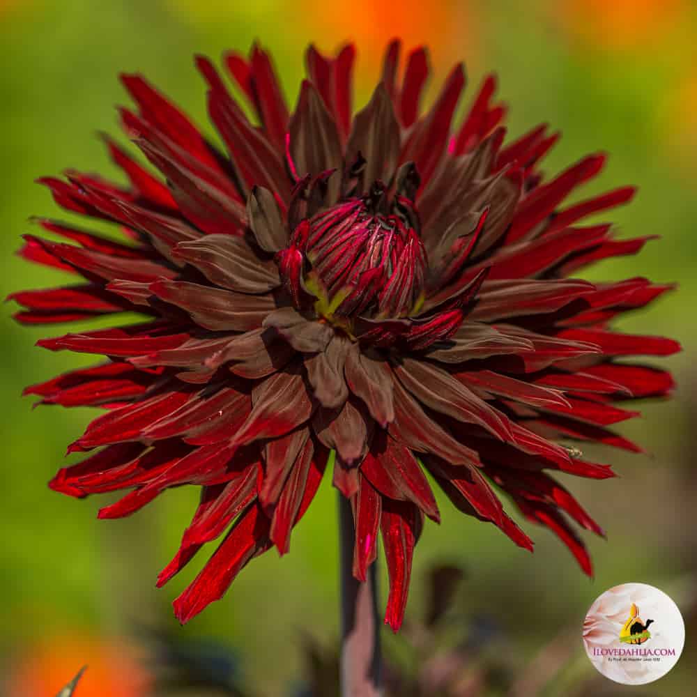 ilovedahlia - buy - dahlia