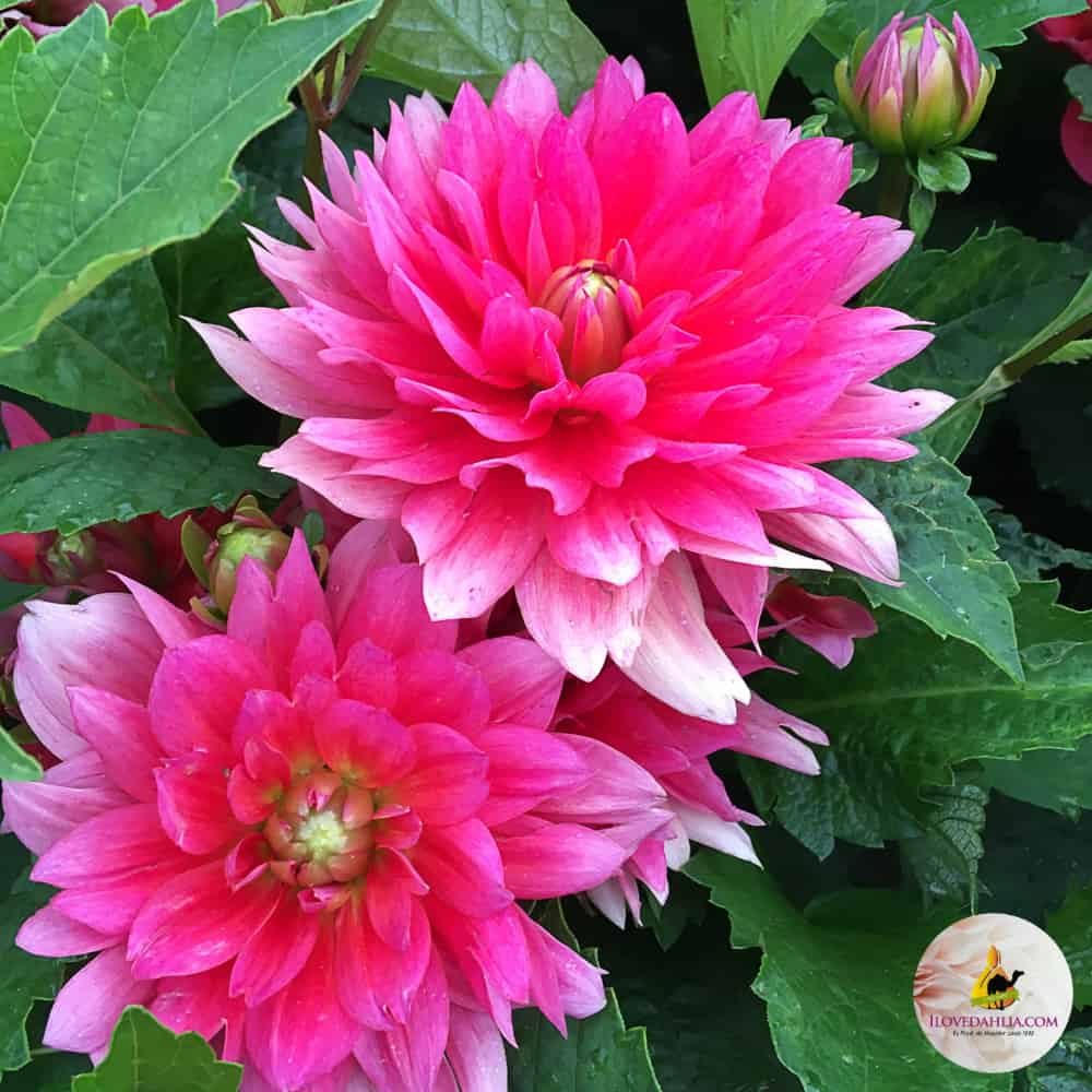 ilovedahlia - buy - dahlia