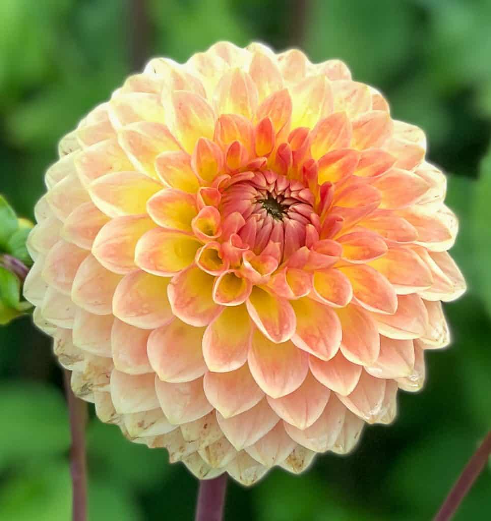 ilovedahlia - buy - dahlia