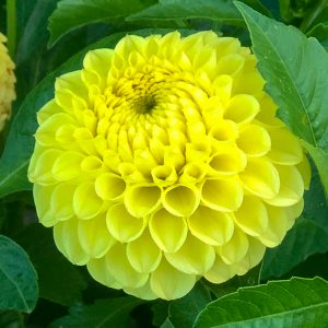 ilovedahlia - buy - dahlia