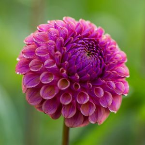 ilovedahlia - buy - dahlia