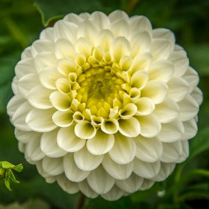 ilovedahlia - buy - dahlia