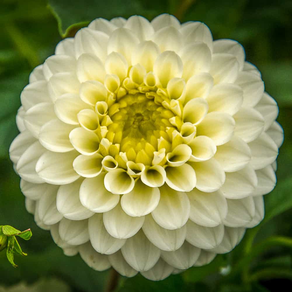 ilovedahlia - buy - dahlia