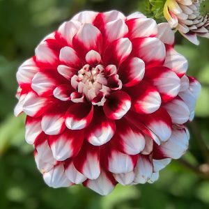 ilovedahlia - buy - dahlia