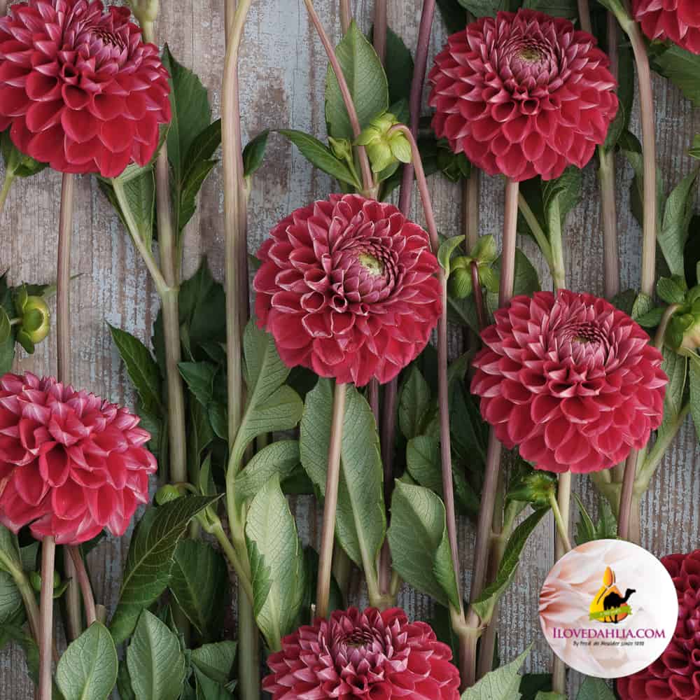 Ball Dahlia Cornel