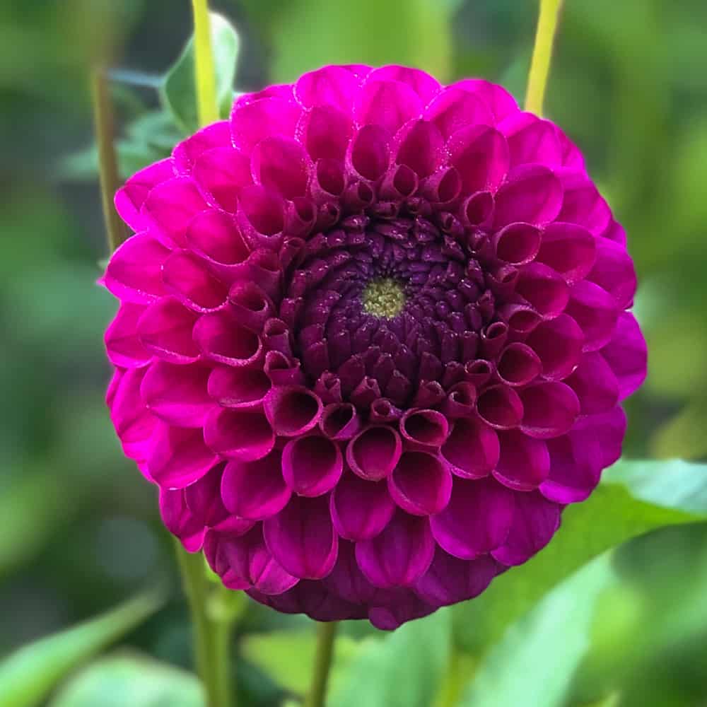 ilovedahlia - buy - dahlia