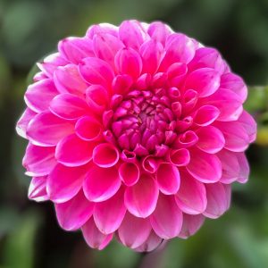 ilovedahlia - buy - dahlia