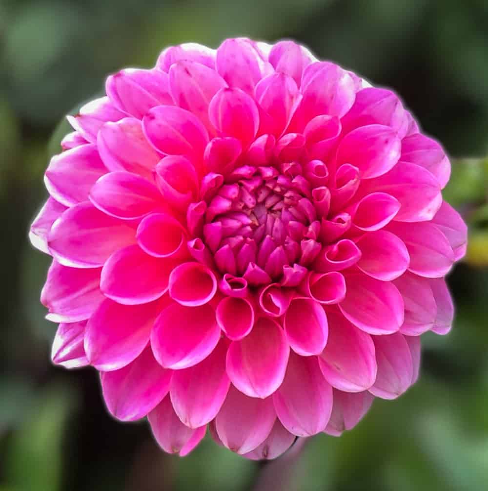 ilovedahlia - buy - dahlia