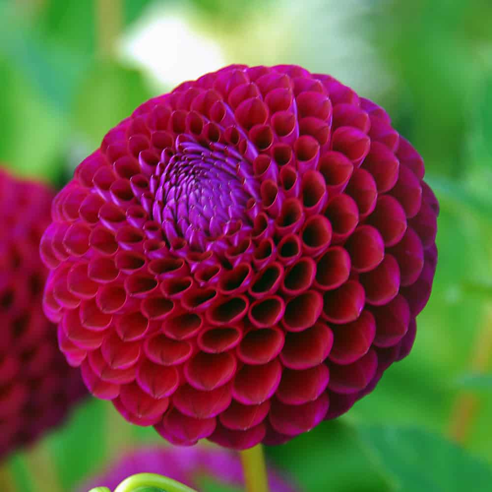 ilovedahlia - buy - dahlia