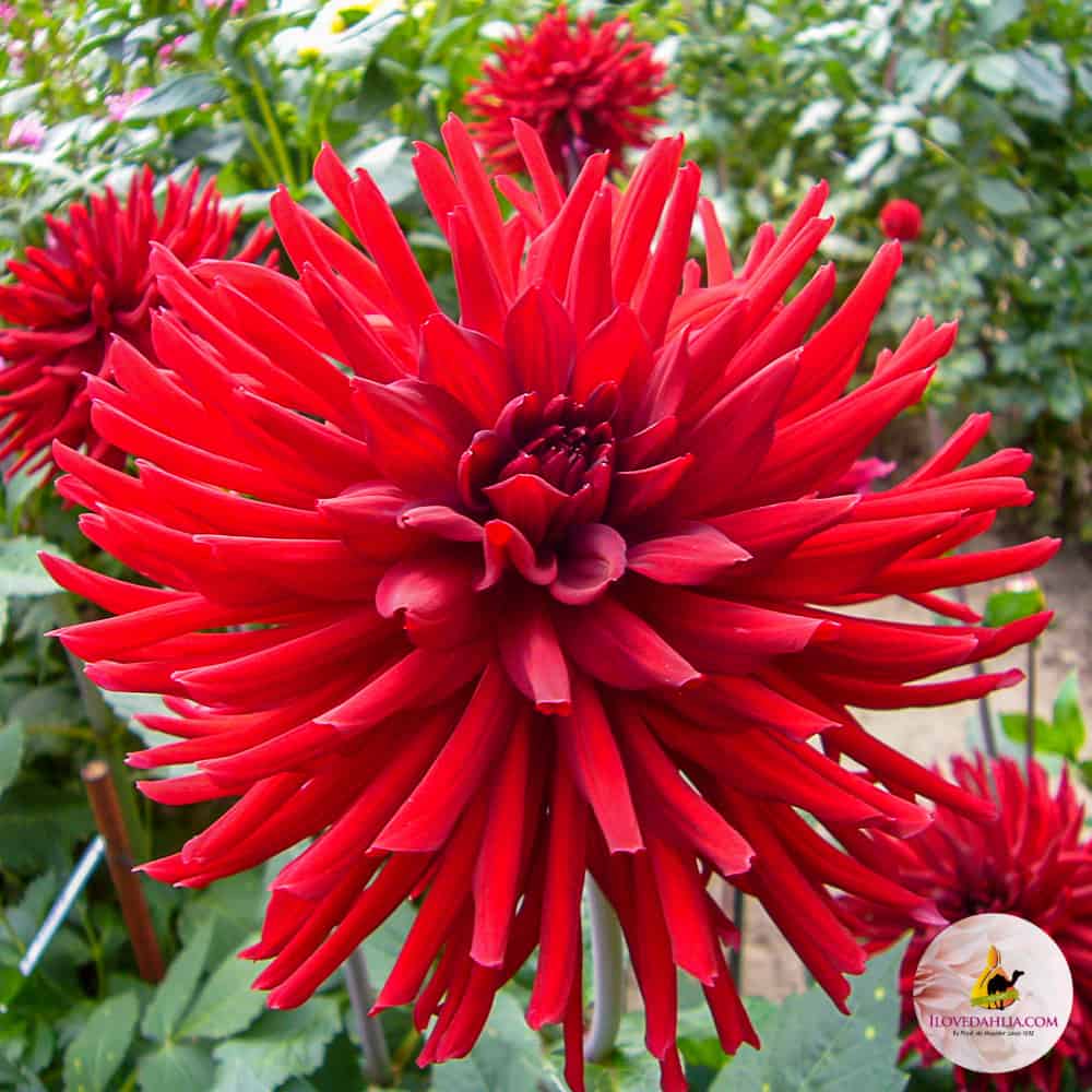 ilovedahlia - buy - dahlia