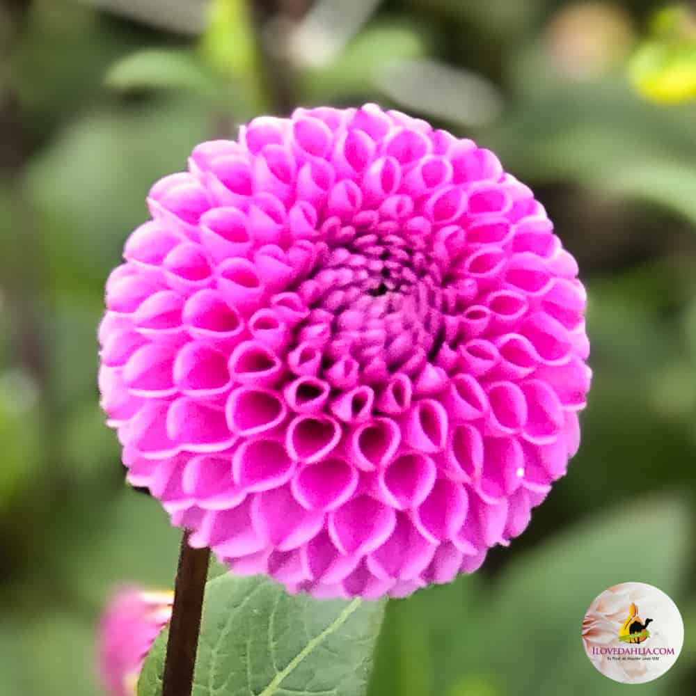 ilovedahlia - buy - dahlia