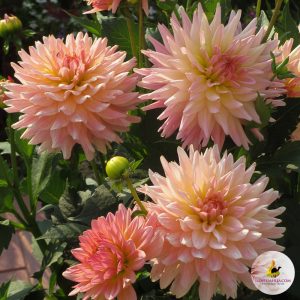 ilovedahlia - buy - dahlia