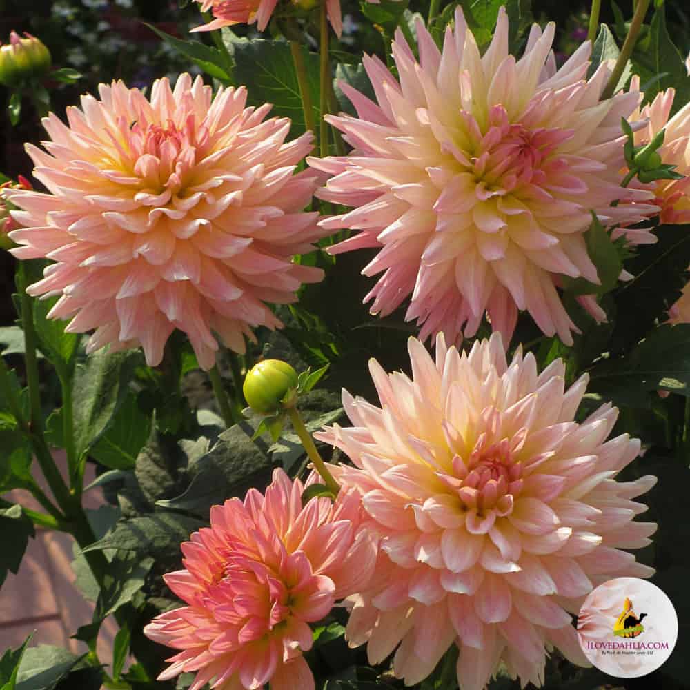 ilovedahlia - buy - dahlia