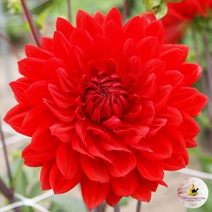 ilovedahlia - buy - dahlia
