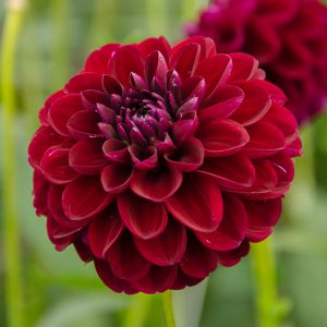 ilovedahlia - buy - dahlia