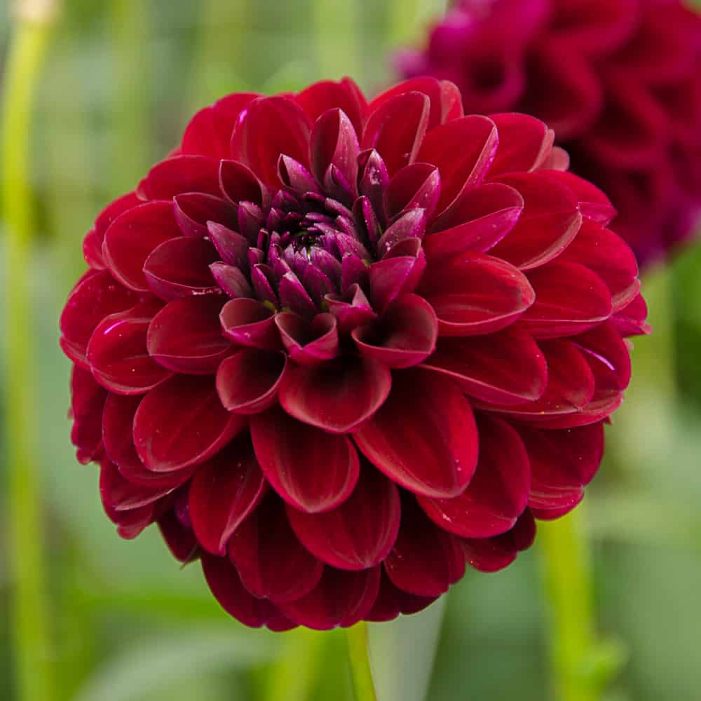 ilovedahlia - buy - dahlia