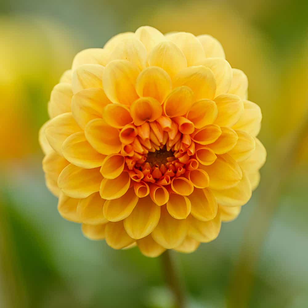 ilovedahlia - buy - dahlia