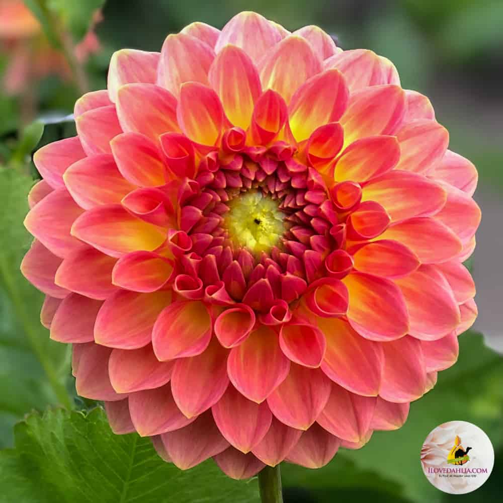 ilovedahlia - buy - dahlia