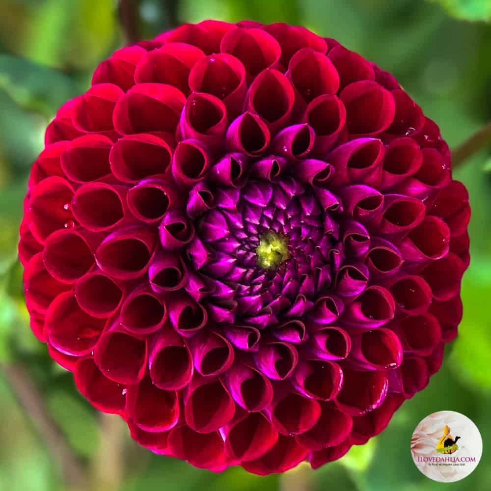 ilovedahlia - buy - dahlia