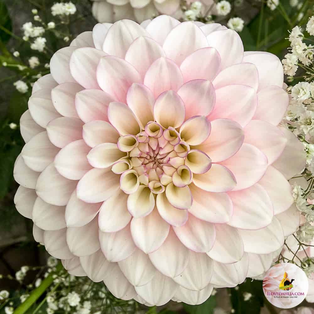 ilovedahlia - buy - dahlia