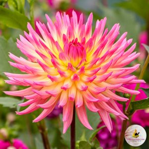 ilovedahlia - buy - dahlia