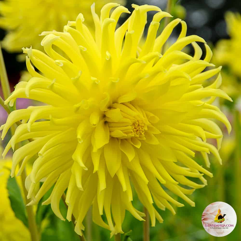 ilovedahlia - buy - dahlia