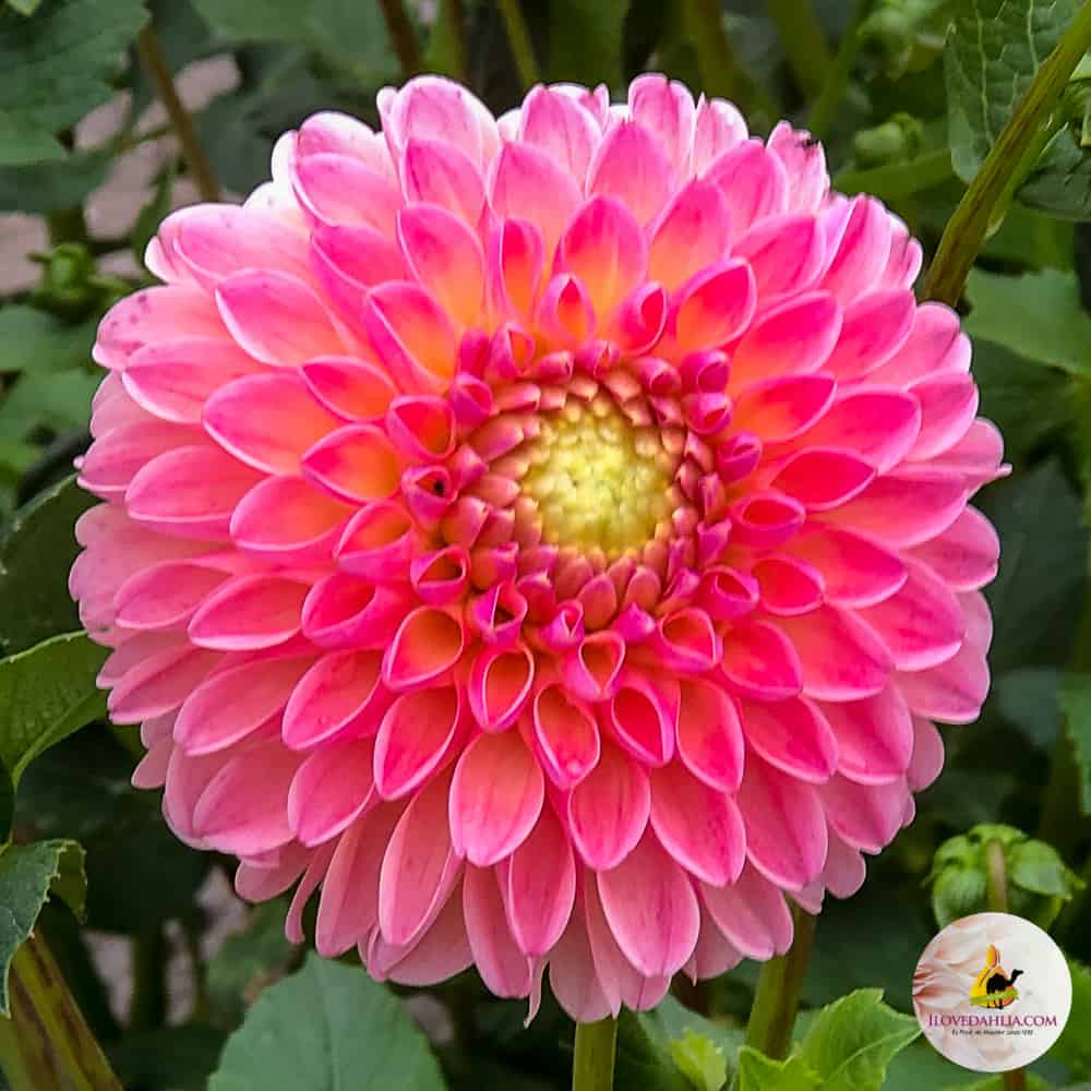 ilovedahlia - buy - dahlia