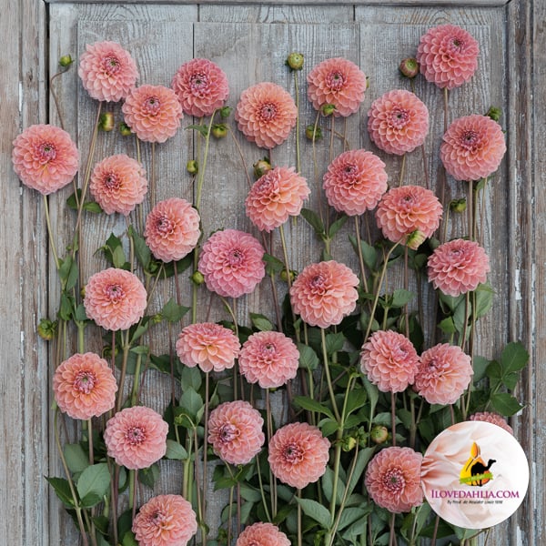 Dahlia Linda's Baby - Image 4