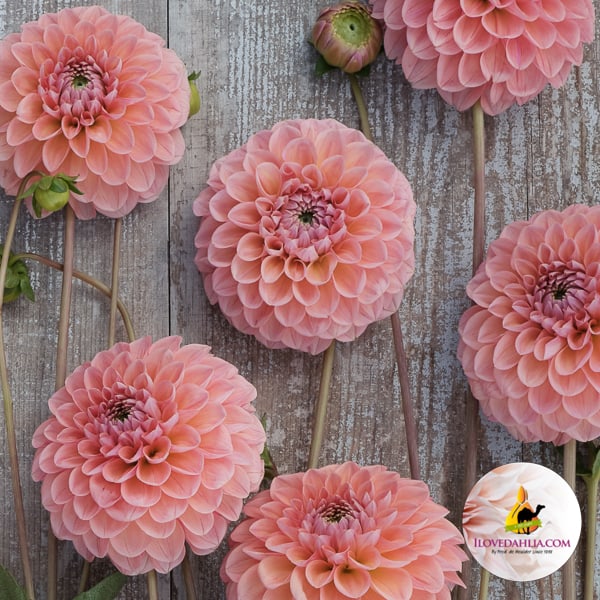 Dahlia Linda's Baby - Image 5