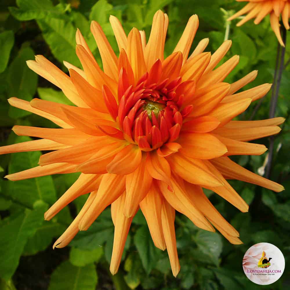 ilovedahlia - buy - dahlia