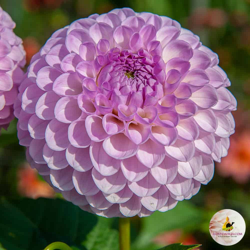 ilovedahlia - buy - dahlia