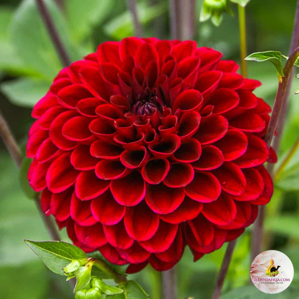 ilovedahlia - buy - dahlia