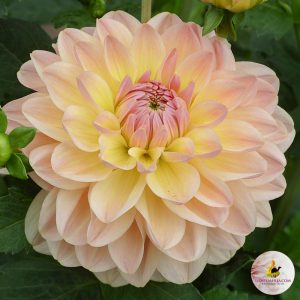 ilovedahlia - buy - dahlia