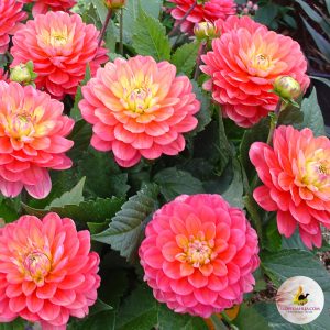 ilovedahlia - buy - dahlia