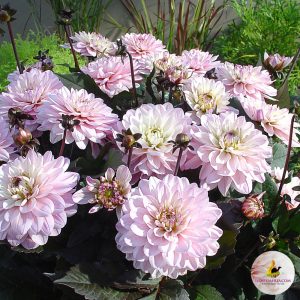 ilovedahlia - buy - dahlia