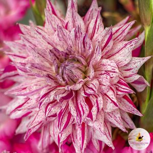 ilovedahlia - buy - dahlia