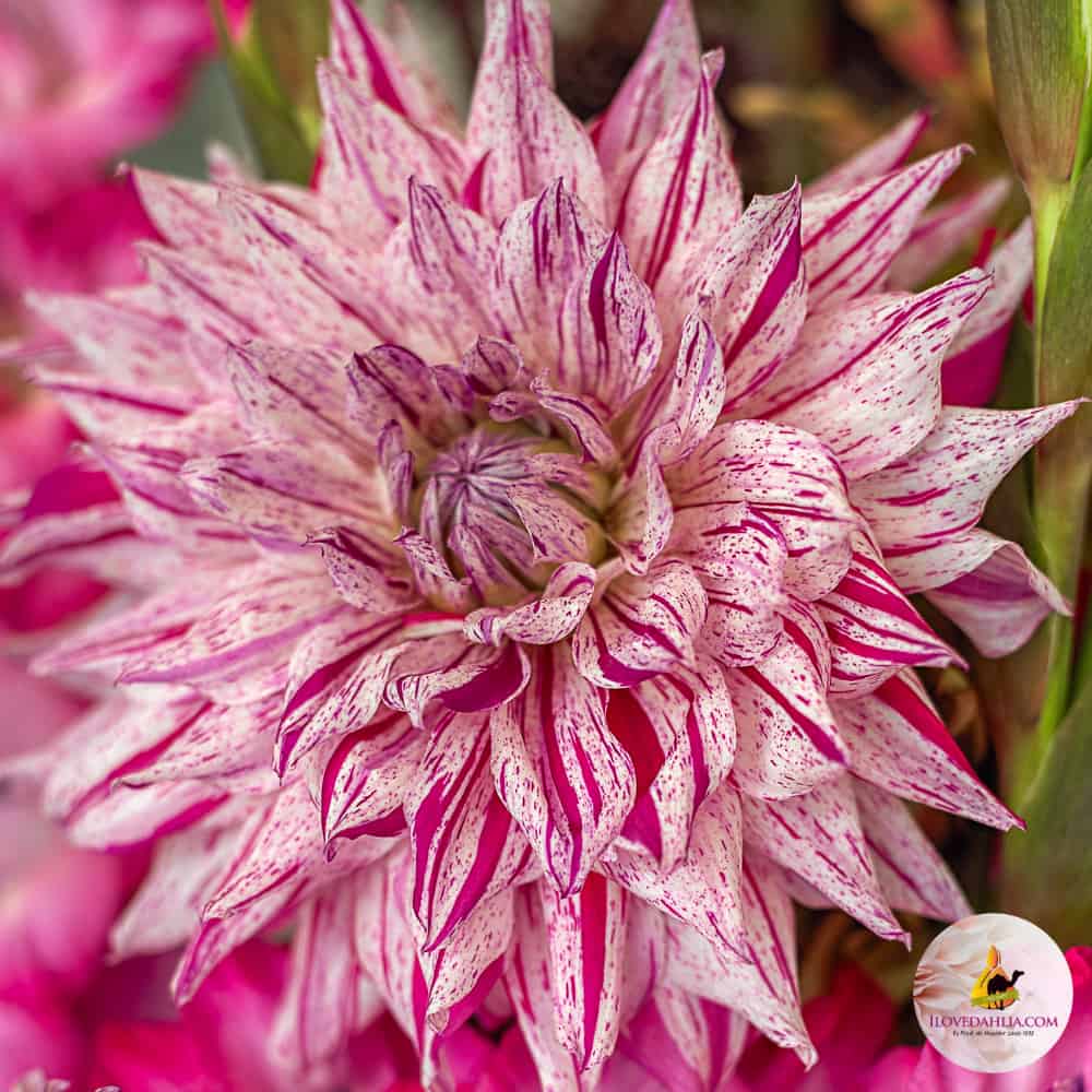 ilovedahlia - buy - dahlia