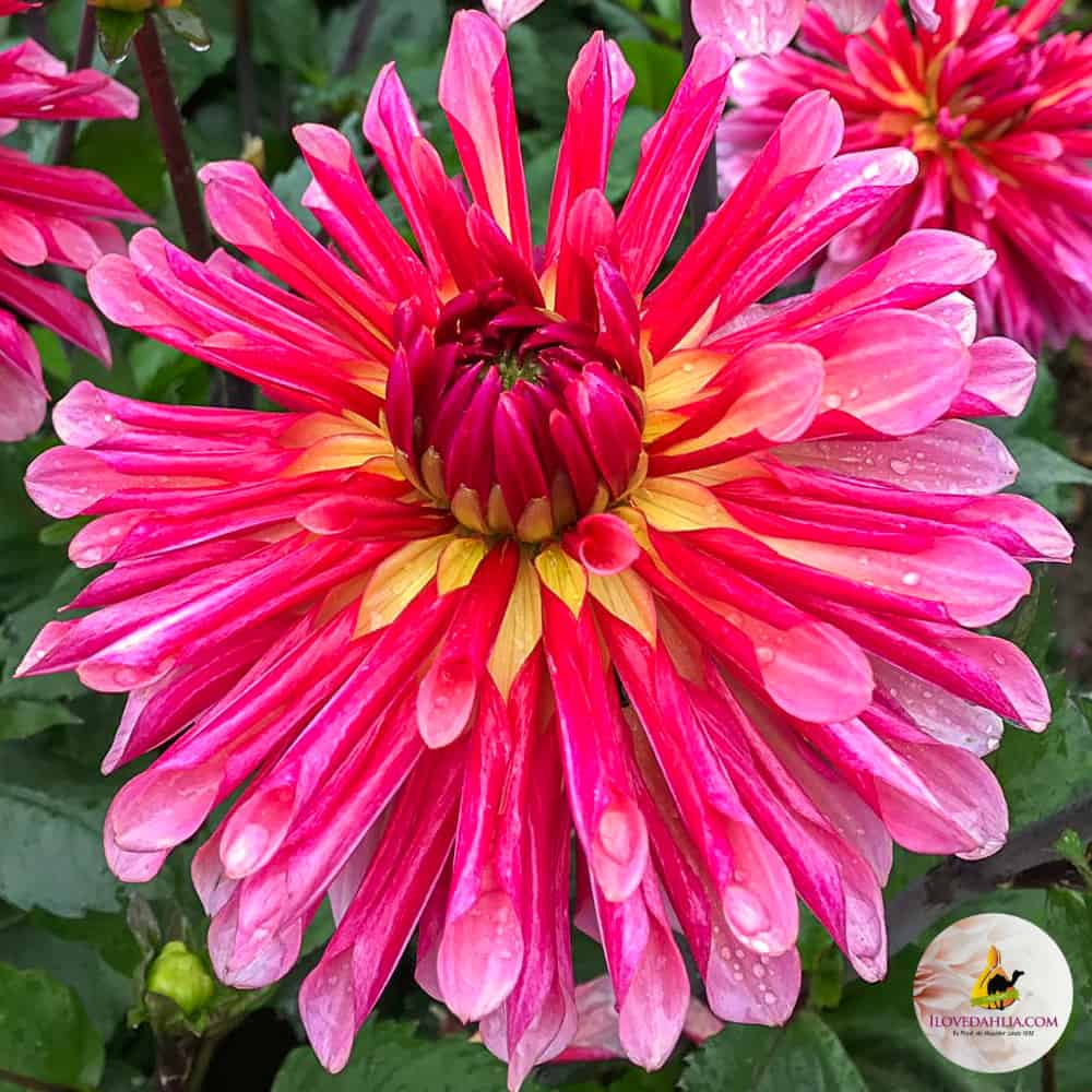 ilovedahlia - buy - dahlia