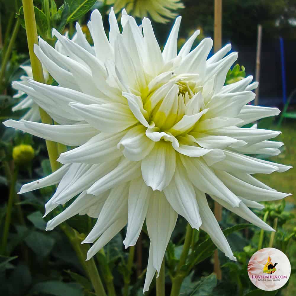 ilovedahlia - buy - dahlia