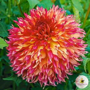 ilovedahlia - buy - dahlia