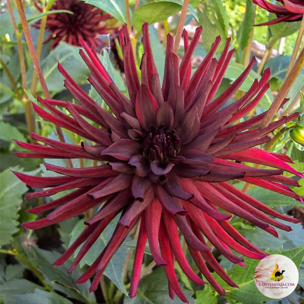 ilovedahlia - buy - dahlia