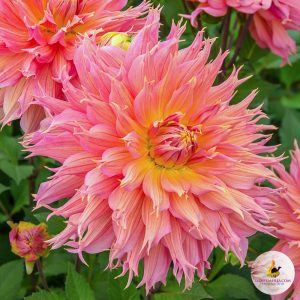 ilovedahlia - buy - dahlia