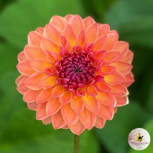 ilovedahlia - buy - dahlia