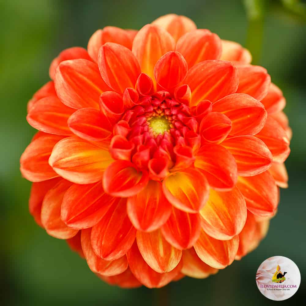 ilovedahlia - buy - dahlia