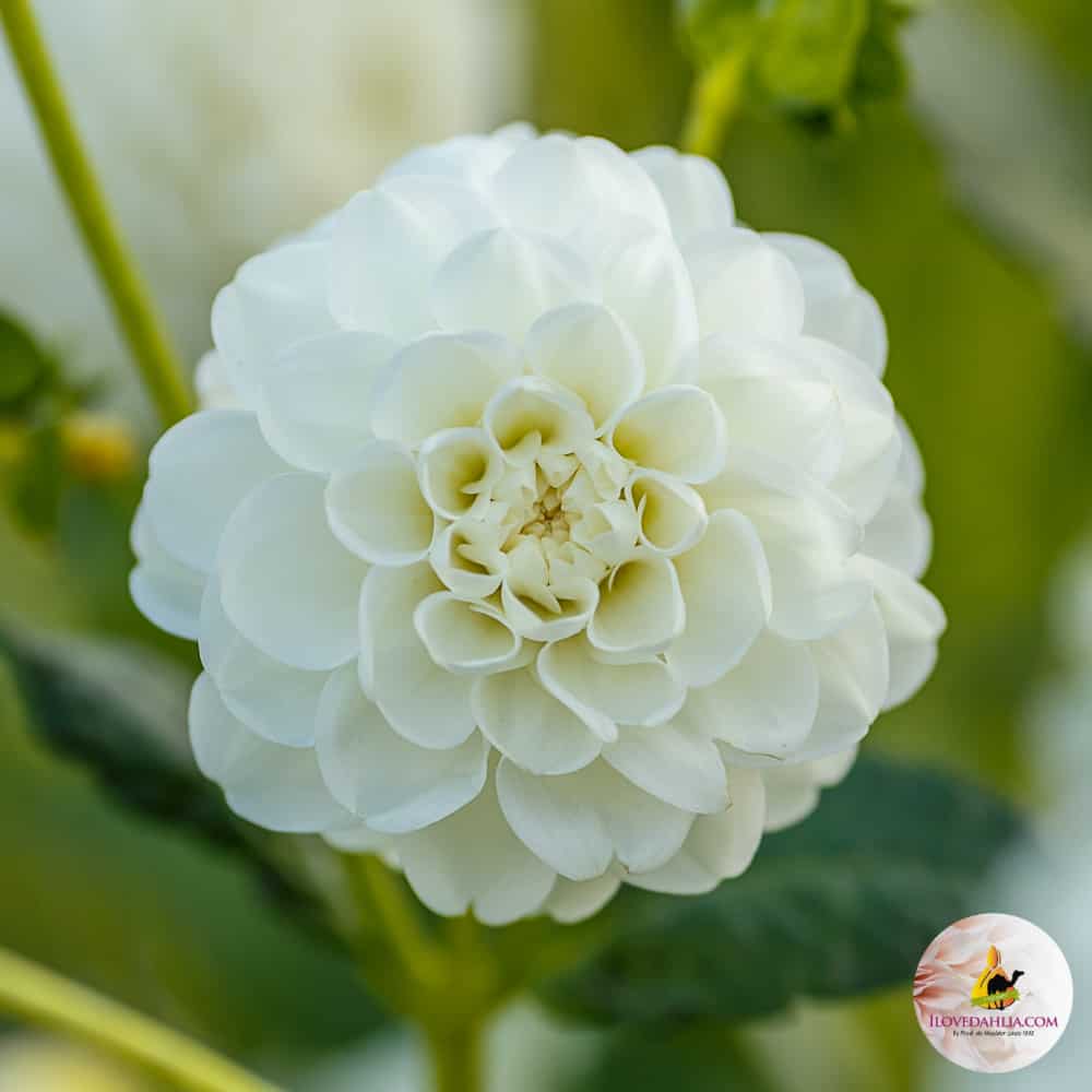 Dahlia Orsett Beauty