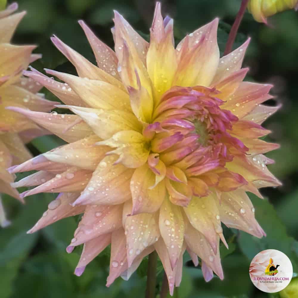 ilovedahlia - buy - dahlia