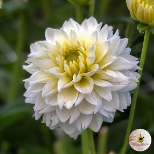 ilovedahlia - buy - dahlia