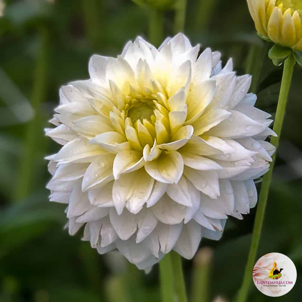 ilovedahlia - buy - dahlia