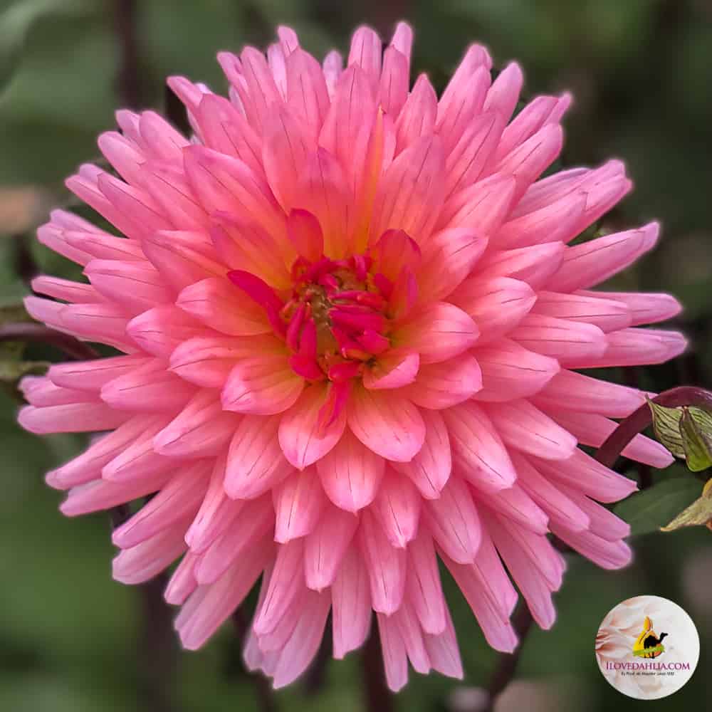 ilovedahlia - buy - dahlia